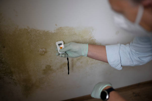 Best Crawl Space Mold Remediation in Goleta, CA